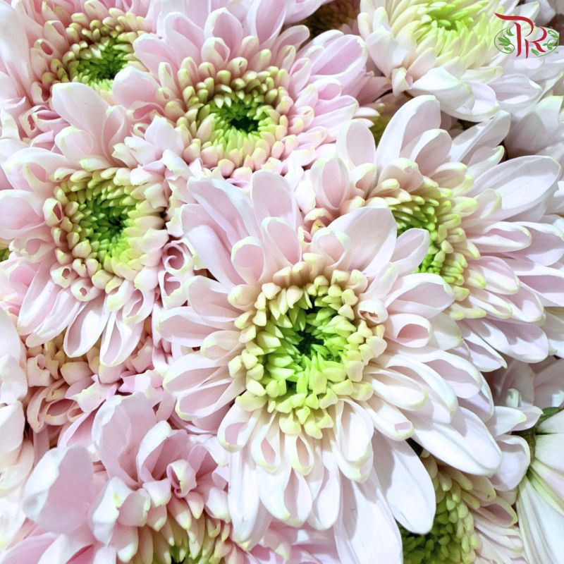 Chrysanthemum Pompom