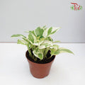 Epipremnum Variegated White H08