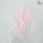 Preserved Tiki Fern