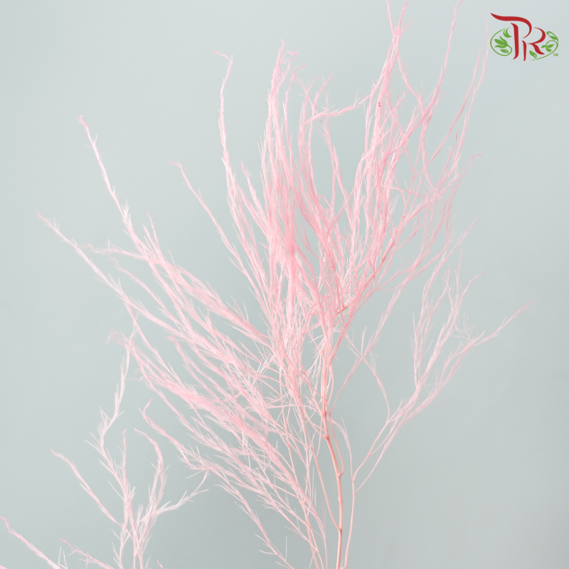 Preserved Tiki Fern