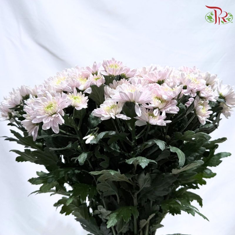 Chrysanthemum Pompom