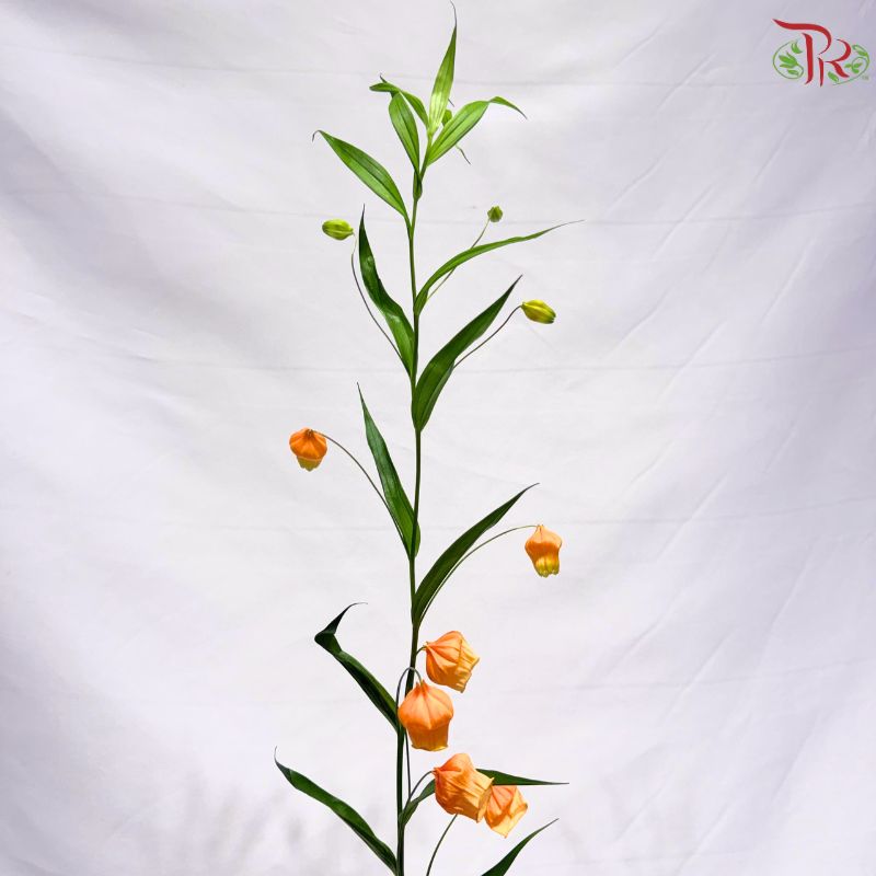 Sandersonia Aurantiaca