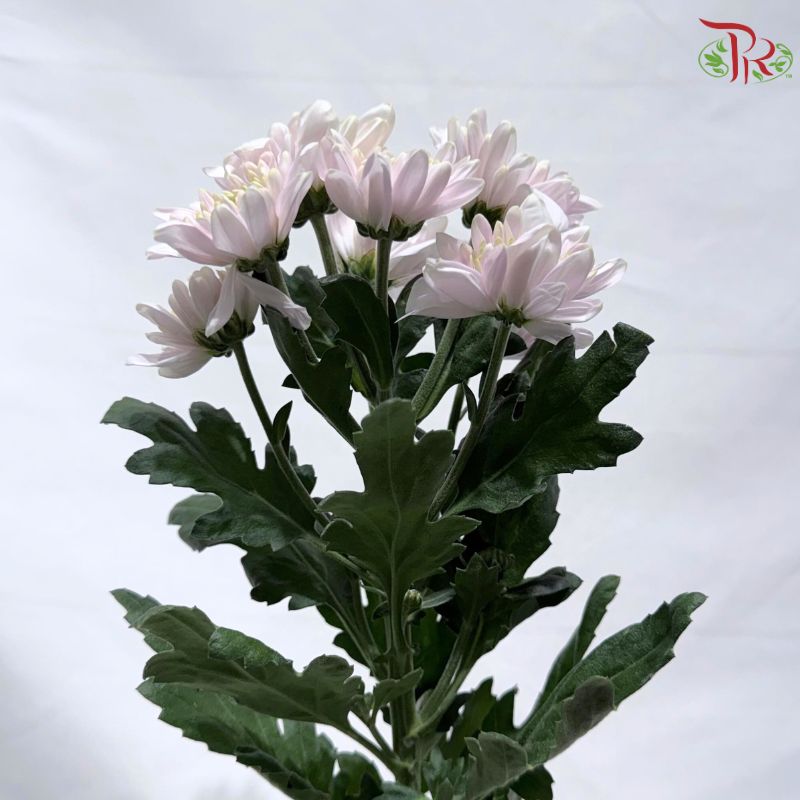 Chrysanthemum Pompom