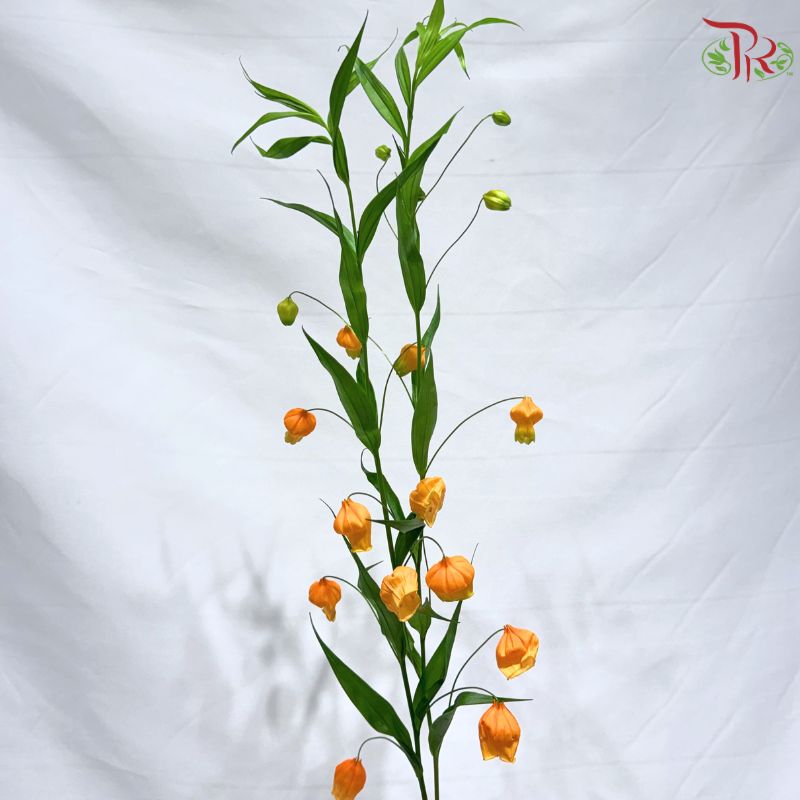 Sandersonia Aurantiaca