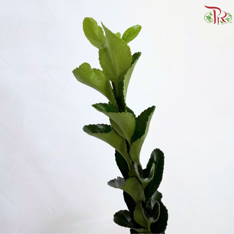 Long Life Leaf