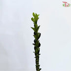 Long Life Leaf