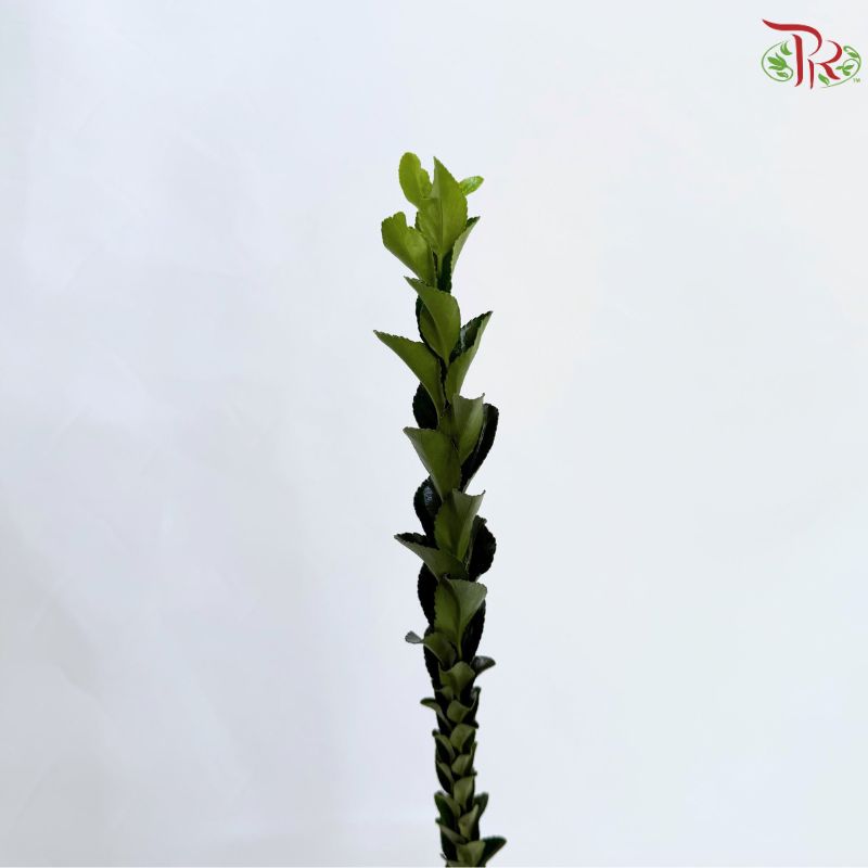 Long Life Leaf