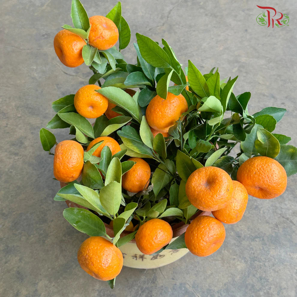 Mini Lime Tree《迷你桔子树》(With Option)