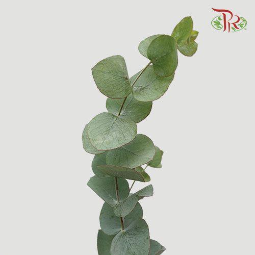 Eucalyptus Cineria - (Per Bunch) - Pudu Ria Florist