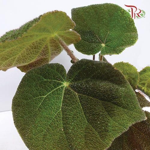 Begonia Masoniana Jungle《森林铁甲秋海棠》 - Pudu Ria Florist