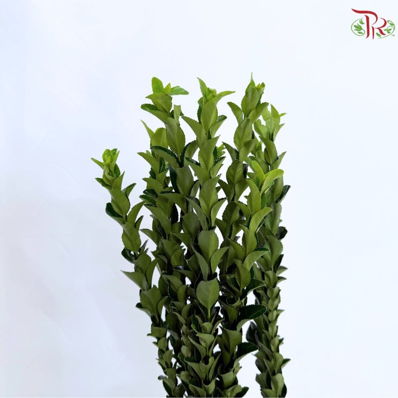 Long Life Leaf