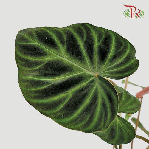 Philodendron Verrucosum (1 spike/branch)  《荧光蔓绿绒》 - Pudu Ria Florist
