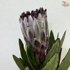 Protea