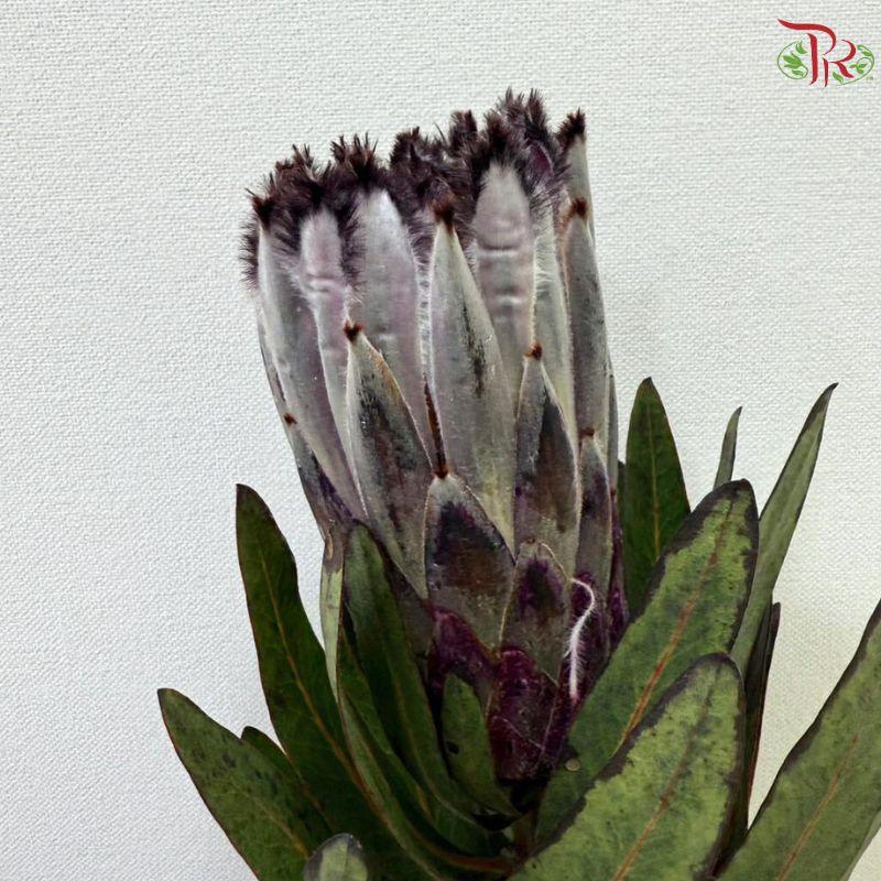 Protea