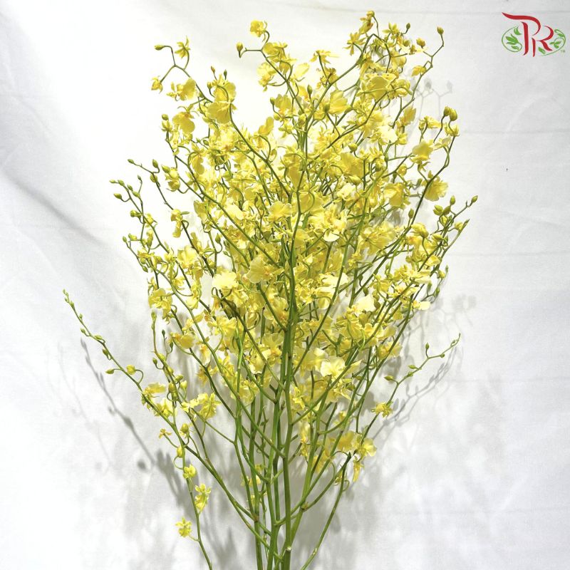 Orchid Oncidium Dancing Lady