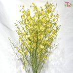 Orchid Oncidium Dancing Lady