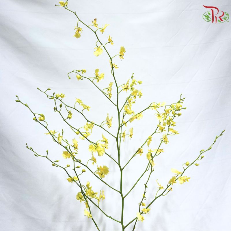 Orchid Oncidium Dancing Lady