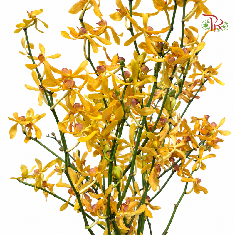 Aranthera