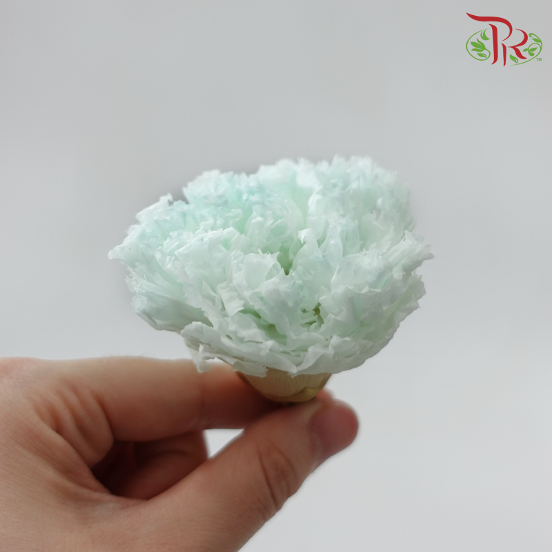 Preserved Carnation