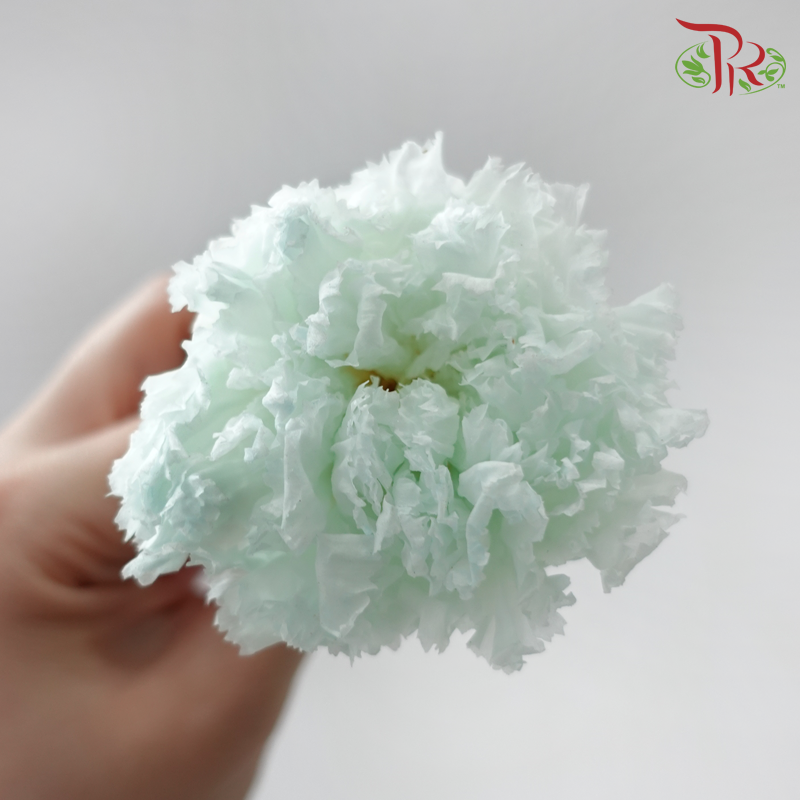 Preserved Carnation