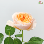 Garden Rose David Austin