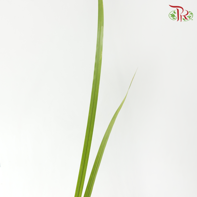 Calamus《菖蒲》