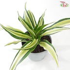 Dracaena  Fragrance《铁树 巴西木》(Random Choose Plant)