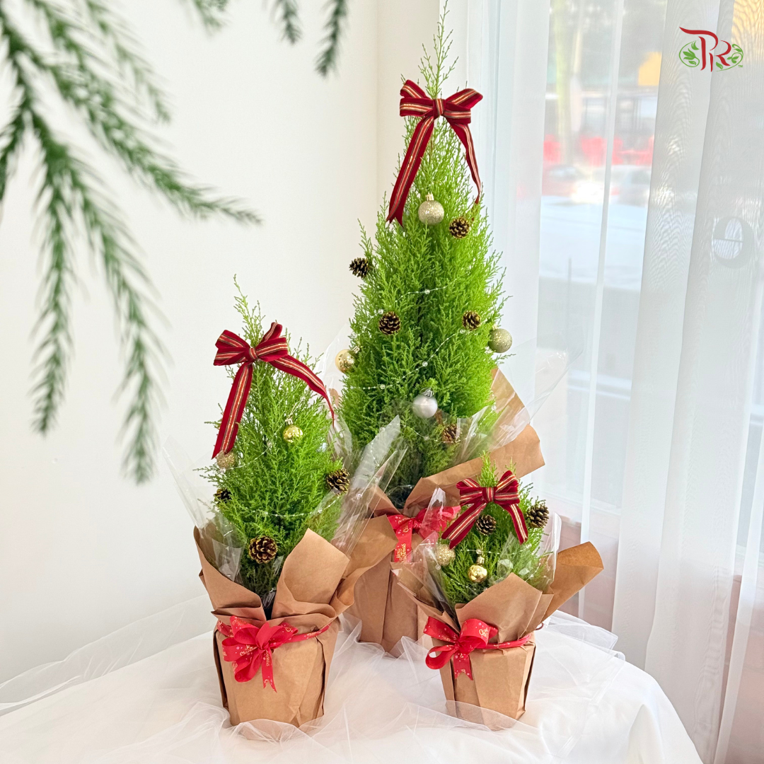 【XMAS 2025】Golden Conifer Blessing 金冠送祝福