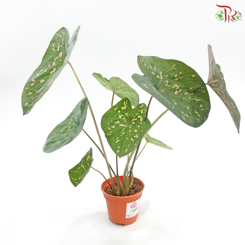 Caladium Ecuador《彩芋》