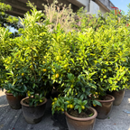 本地桔子树/ 金桔树Local Four Season Lime Tree/ Kumquat Lime Tree