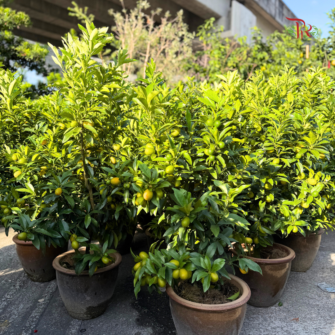 本地桔子树/ 金桔树Local Four Season Lime Tree/ Kumquat Lime Tree