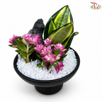 Sansevieria Golden Hanii and Echeveria Arrangement