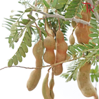 Tamarindus Indica (Per Bunch)