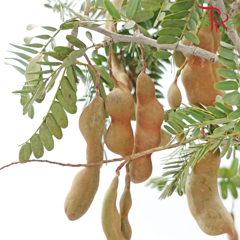 Tamarindus Indica (Per Bunch)