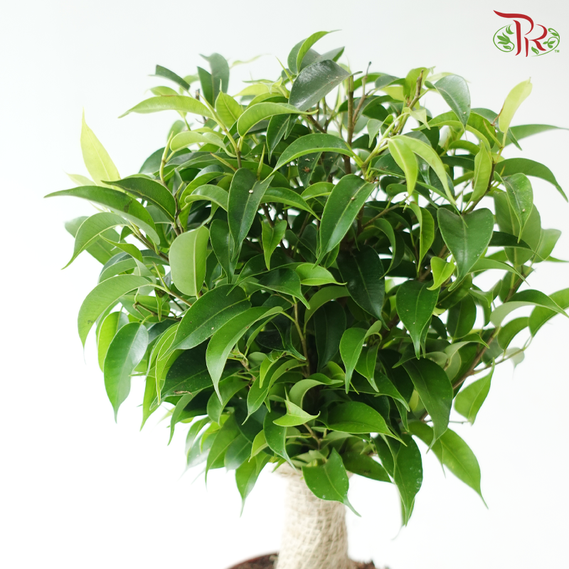 Ficus Benjamina Natasja《密叶垂榕》