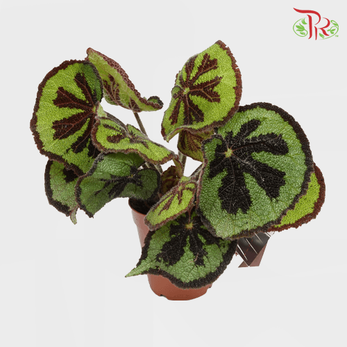 Begonia Masoniana Lonely Rock《彩纹秋海棠》 - Pudu Ria Florist