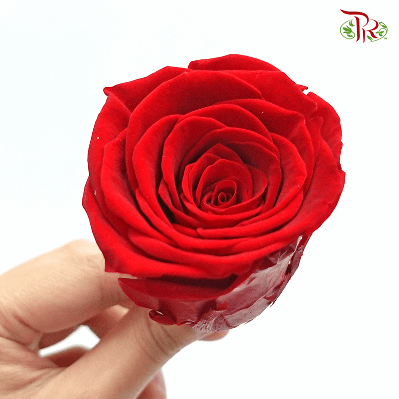 6 Bloom Rose - Red