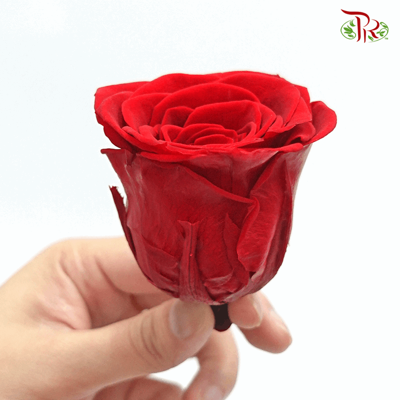 6 Bloom Rose - Red