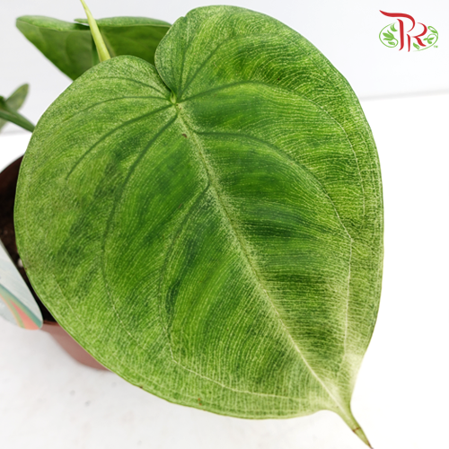 Syngonium Frosted Heart 《白脉合果芋》 - Pudu Ria Florist