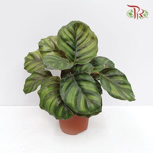 Calathea Fasciata《博露西亚竹芋》 - Pudu Ria Florist