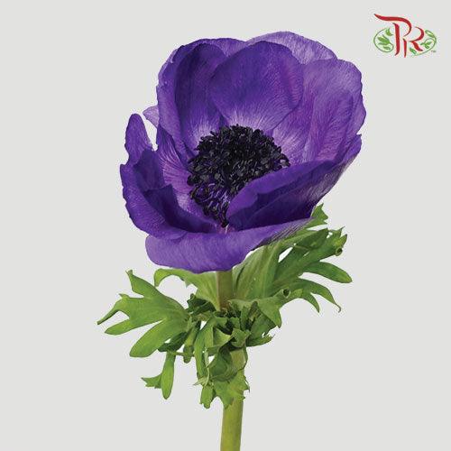 Anemone - Purple (5 Stems) ***FRAGILE - Pudu Ria Florist