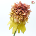 Echinacea