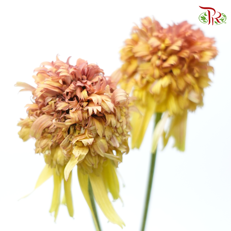 Echinacea