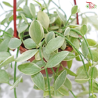 Dischidia Oiantha Var (Hanging Pot)