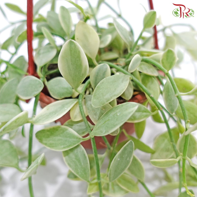 Dischidia Oinantha Varie《瓜子腾锦》