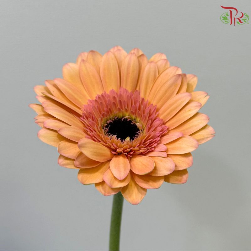 Gerbera