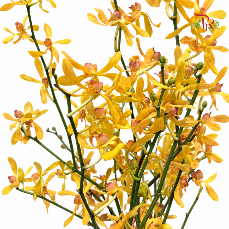 Aranthera