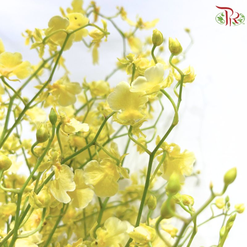 Orchid Oncidium Dancing Lady