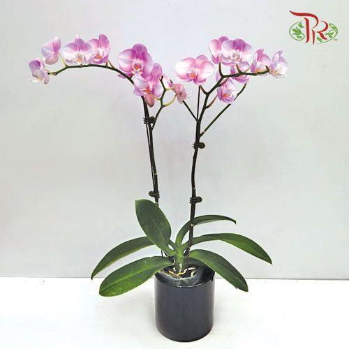 Phalaenopsis Orchid - Light Purple (Double stems) (Without Pot) *With No Vase - Pudu Ria Florist