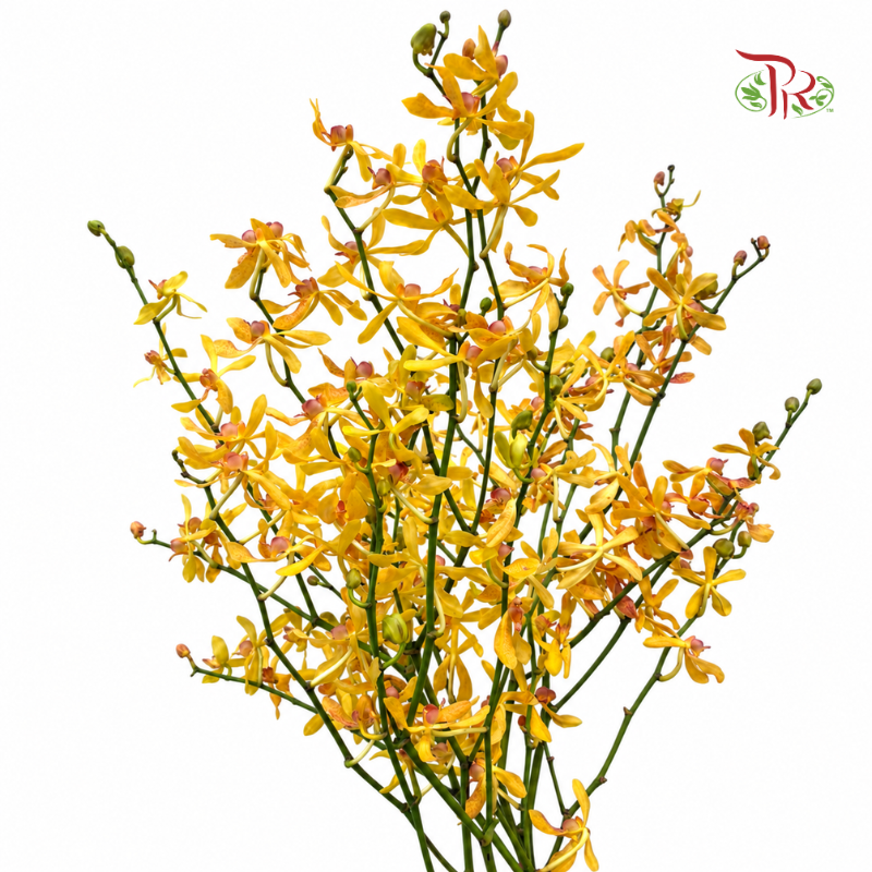 Aranthera